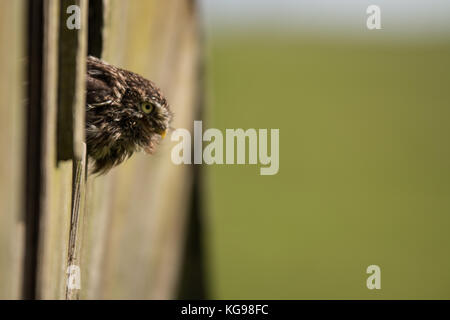 A Little Owl perching on a wooden panel Stock Photo