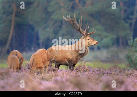 Red Deer (Cervus elaphus) Hoge Veluwe National Park, Netherland, Europe Stock Photo