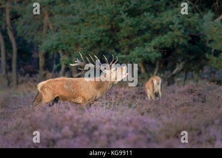 Red Deer (Cervus elaphus) Hoge Veluwe National Park, Netherland, Europe Stock Photo