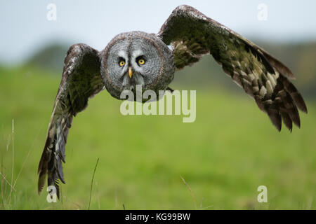 Scandinavian Great Great Grey Owl in flight over fields Stock Photo