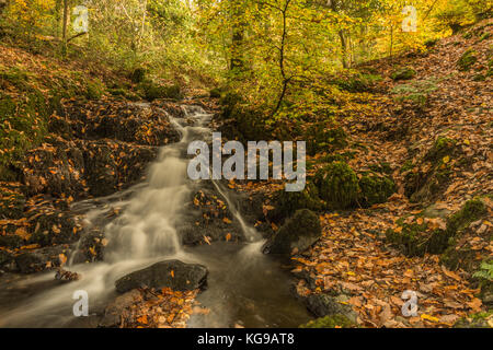 Autumn colours, fallen leaves on a woodland walk alongside Wynlass Beck flowing down to the lake Windermere near to Bowness, Cumbria England, UK Stock Photo