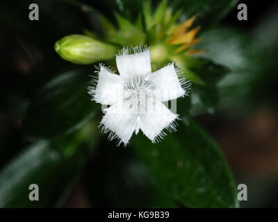 Tiny snowrose (Serissa japonica) flower, about 6mm in size Stock Photo