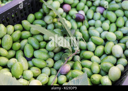 Green olives freshly picked from the tree. Stock Photo