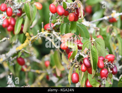 Fruits of Cornelian cherry, European cornel or Cornelian cherry dogwood (Cornus mas) are used in food and drinks in Europe when ripe. Bedgebury Forest Stock Photo