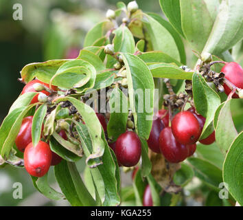 Fruits of Cornelian cherry, European cornel or Cornelian cherry dogwood (Cornus mas) are used in food and drinks in Europe when ripe. Bedgebury Forest Stock Photo