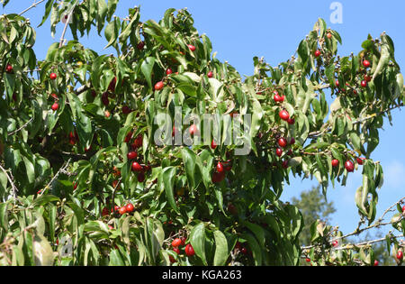 Fruits of Cornelian cherry, European cornel or Cornelian cherry dogwood (Cornus mas) are used in food and drinks in Europe when ripe. Bedgebury Forest Stock Photo