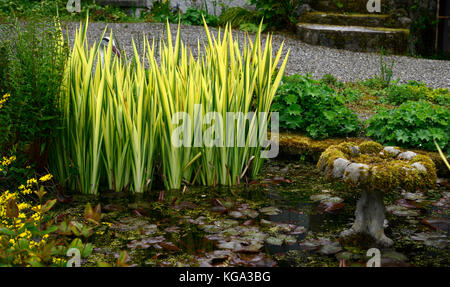 Iris ensata Variegata,Variegated Japanese Water Iris, pond, pool, water feature, garden, gardens, Altamont Gardens, Carlow, Corona North, Carlow Garde Stock Photo