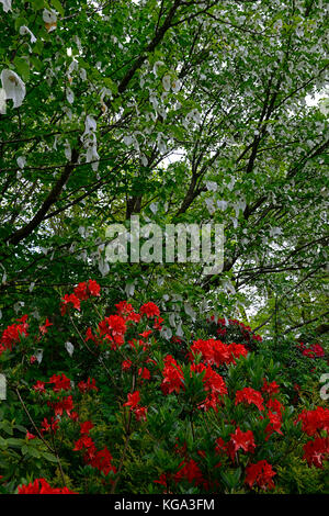 Davidia involucrata, Dove-tree, Handkerchief Tree, white, flower, flowers, flowering , tree, trees, ornamental, RM floral Stock Photo