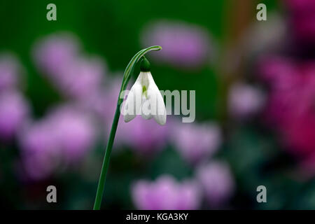 galanthus peshmenii kastellorizo, autumn, autumnal, fall, flower, flowers, flowering, snowdrop, snowdrops, RM Floral Stock Photo