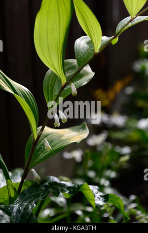 polygonatum falcatum variegatum,  Arum maculatum, variegated, foliage ,leaves, shade, shady, shaded, perennial, flowering, spring, RM Floral Stock Photo