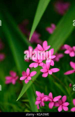 rhodohypoxis, pink, flower, flowers, flowering ,alpine ,plant, plants, RM Floral Stock Photo