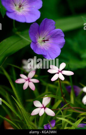 Rhodohypoxis x rhodoxis Angel's Eye, white, pink, flowers, flower, flowering, alpine, corm, corms, geranium rozanne, combination, mixed,RM Floral Stock Photo