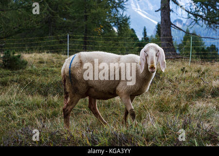Sheep in Cortina D'Ampezzo, Dolomites, Italy Stock Photo