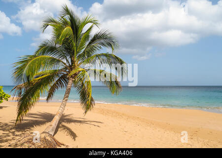 Lonely palm lying on sandy beach of La Perle, Guadeloupe Stock Photo