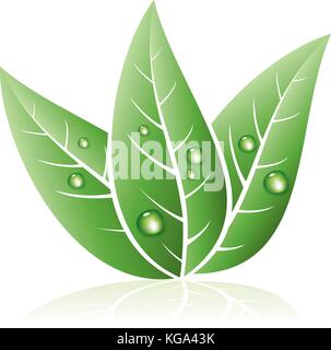vector eco symbol of green grass leaves with drops of water Stock Vector