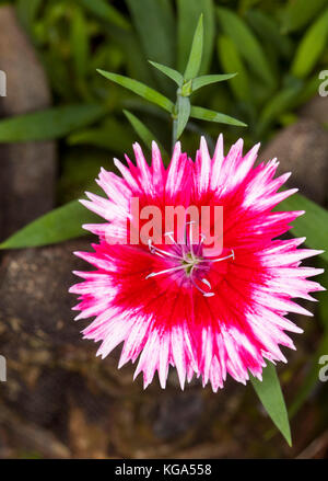Single vivid red and white flower with frilly edged petals of Dianthus barbatus on background of green leaves Stock Photo