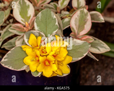 Cluster of vivid yellow flowers and green and white variegated leaves of ground cover plant Lysimachia congestiflora 'Gold Clusters' Stock Photo