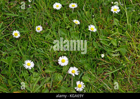 Daisies on a grass lawn in summer Stock Photo