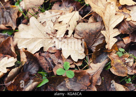 Dry fallen autumn leaves lay on the ground, oak and clover, natural background photo texture Stock Photo