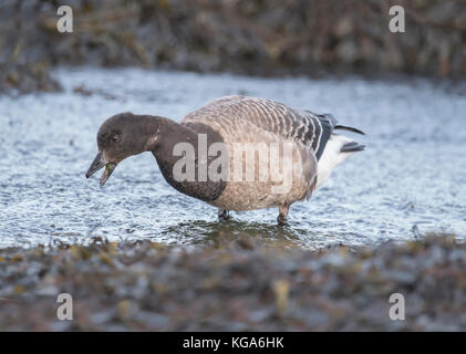 Brent goose, Branta bernicla, feeding on the shoreline Stock Photo