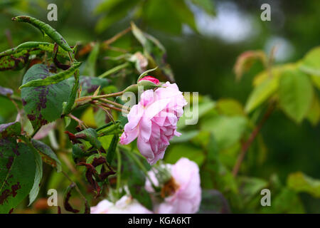 Pink roses in full bloom Stock Photo