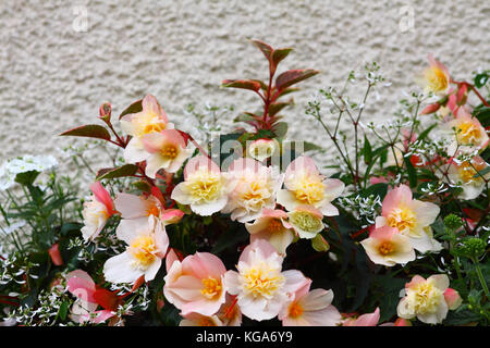 Begonia flowers in full bloom Stock Photo