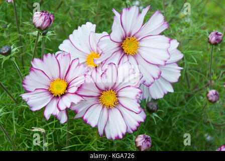 Several brightly coloured Cosmos 'candy stripe', white with bright pink picotee edging, growing, open flowers and buds. Stock Photo