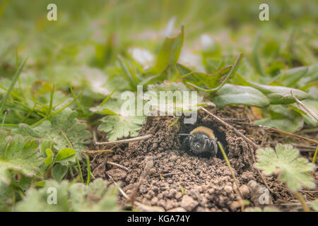 Mining bee on Eryngium flower Stock Photo