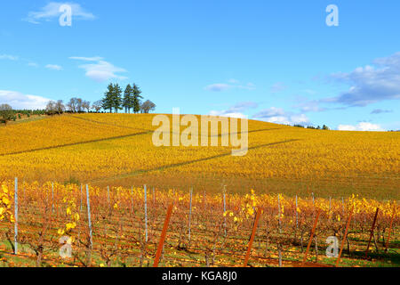 Autumn in the Vineyard, Salem, Oregon, USA Stock Photo