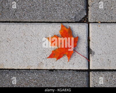 Orange maple leaf lying fallen on an interlocking stone path. Stock Photo