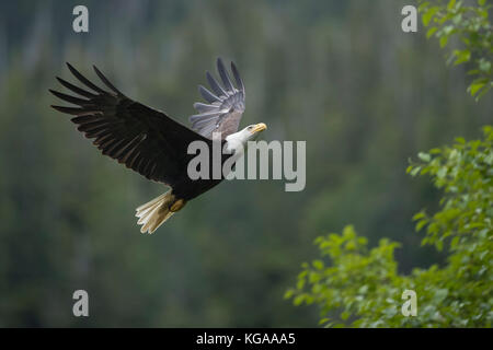 Bald Eagle flying to nearby tree, Alaska Stock Photo