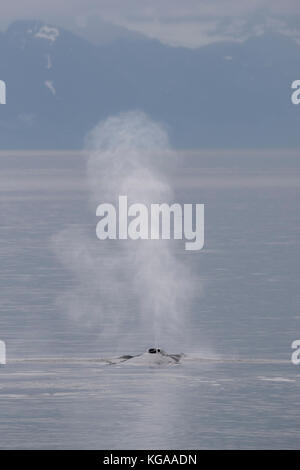 Humpback Whale Blow, Alaska Stock Photo