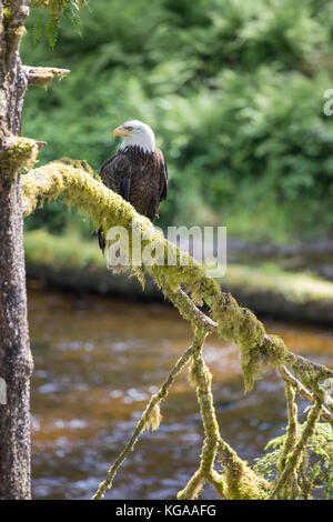Bald Eagle watching salmon run from nearby tree, Alaska Stock Photo