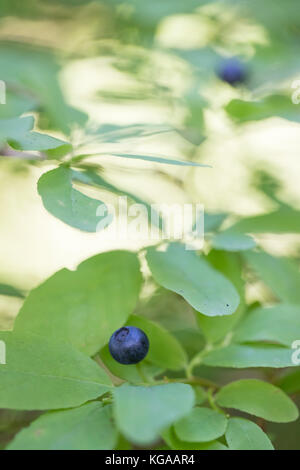 Wild Blueberry Bush Stock Photo