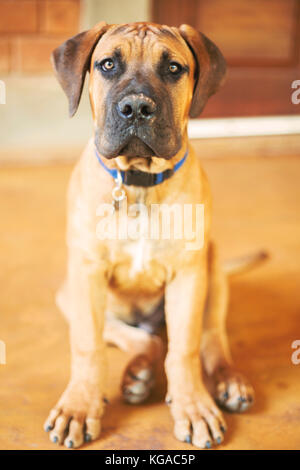A boerboel puppy sitting and looking at the camera. Stock Photo