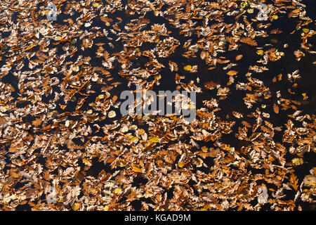 Fallen autumn leaves floating on water Stock Photo