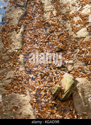 Fallen autumn leaves floating on water Stock Photo