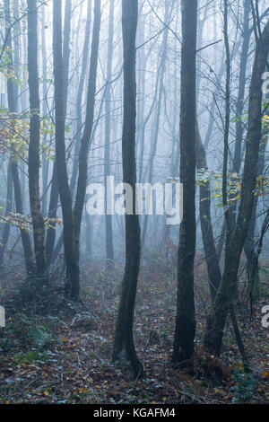 English woodland on a foggy misty January morning Stock Photo - Alamy