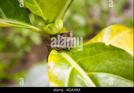 Two grasshoppers on leaf Stock Photo