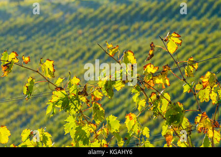 Tuscany vineyard in Autumn Stock Photo