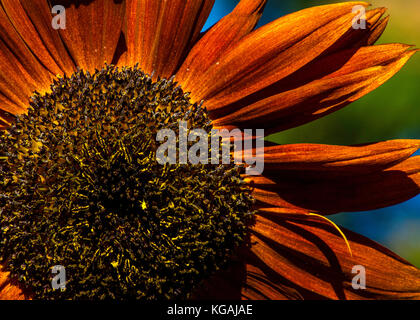 Afternoon sunlight on large rust or orange color sunflower in backyard garden in Seattle. Stock Photo