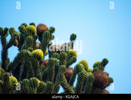 Monkey puzzle tree in bloom, cones at the top of the tree, Seattle Stock Photo