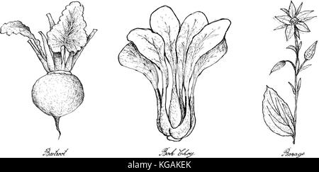 Vegetable Salad, Illustration of Hand Drawn Sketch Delicious Fresh Green Beetroot, Bok Choy and Borage Isolated on White Background. Stock Vector