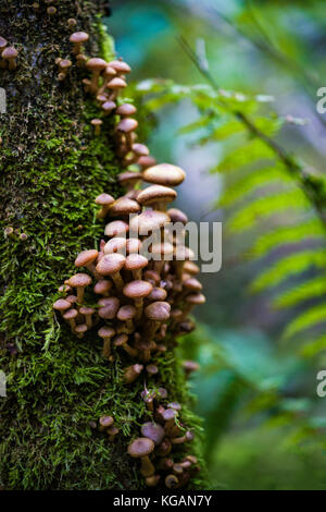 Honey mushroom cluster (Armillaria ostoyae) on tree bark Stock Photo