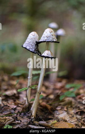 Lawyer s wig inkcap edible mushroom Coprinus comatus Stock