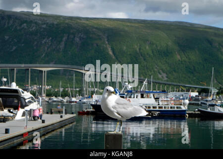 Norway,Tromso,Seagull Stock Photo