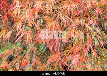 Acer Palmatum Dissectum Ornatum - close up of delicate leaves in autumn Stock Photo