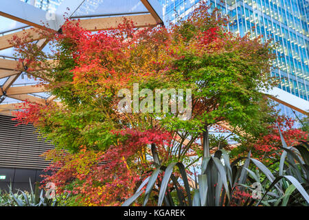 Colourful Japanese Maple Tree (Acer palmatum) with bright coloured leaves in autumn, Crossrail Place Roof Garden, rooftop, Canary Wharf, London Stock Photo