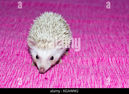 Pet- Four-toed hedgehog (Atelerix albiventris) or African pygmy hedgehog Stock Photo