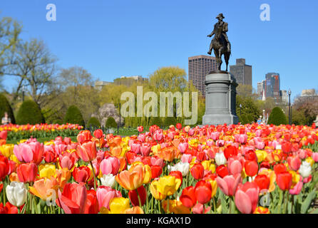 Boston Public Garden in the spring. Low angle view of George Washington statue framed by colorful tulips. Willows and city skyline in the background. Stock Photo